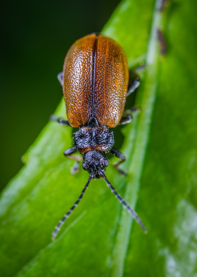 The plural of antenna is antennae or antennas